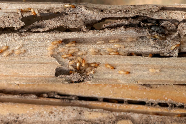 Best Wildlife Control Services  in , CT